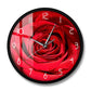 horloge design rose rouge